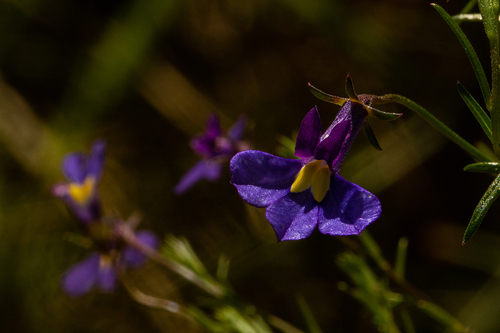 Monopsis decipiens image