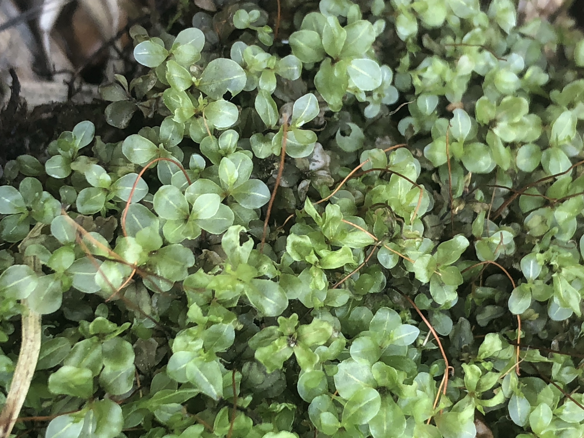 Rhizomnium nudum