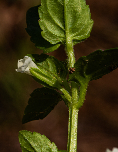 Torenia thouarsii image