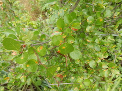 Crataegus reverchonii