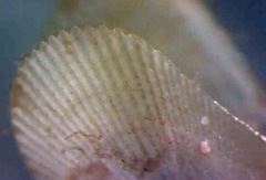 Brachidontes exustus