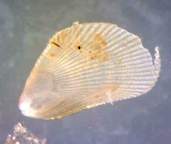 Brachidontes exustus