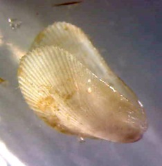 Brachidontes exustus