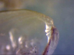 Brachidontes exustus