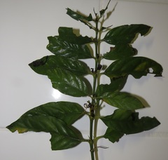 Mitriostigma axillare