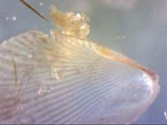 Brachidontes exustus