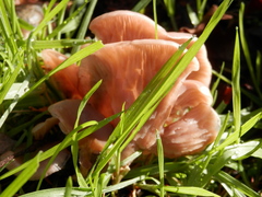 Agaricales