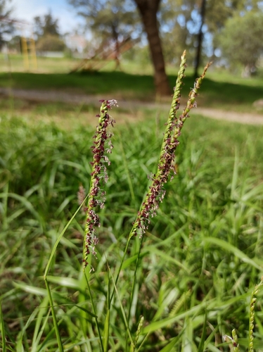 onespike paspalum (Paspalum unispicatum)