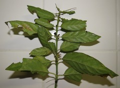 Mitriostigma axillare