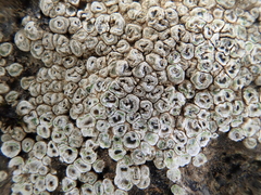 Circinaria contorta