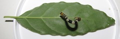 Mitriostigma axillare