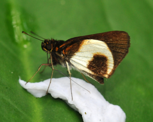 Mnestheus ittona