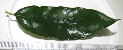 Mitriostigma axillare