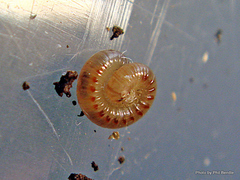Blaniulidae