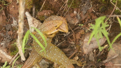 Imbricate Alligator Lizard, Barisia ciliaris