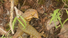Northern Imbricate Alligator Lizard