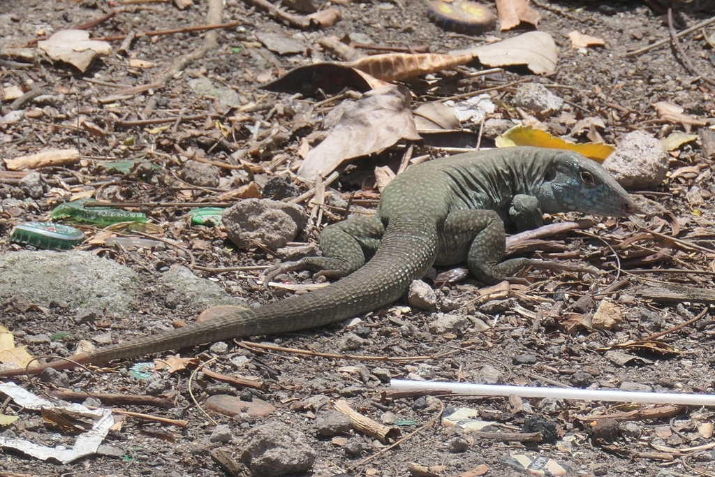 Montiserrat Ameiva