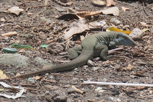 Montserrat Ameiva, Pholidoscelis pluvianotatus