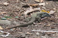 Montiserrat Ameiva photo 1