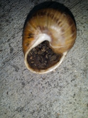 Cornu aspersum