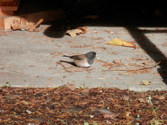 Junco hyemalis