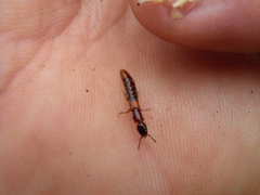 Xantholinus tricolor