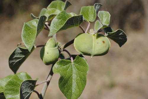 Ashy Jatropha