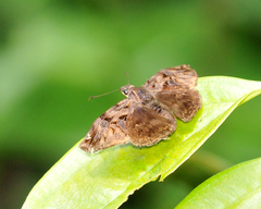 Noctuana haematospila