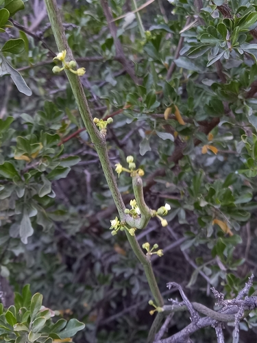 Sarcostemma tetrapterum (Decne.) Liede & Meve