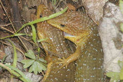 Imbricate Alligator Lizard photo 4
