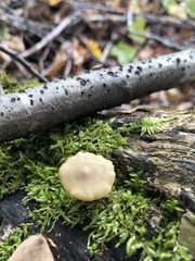 Baeospora myriadophylla