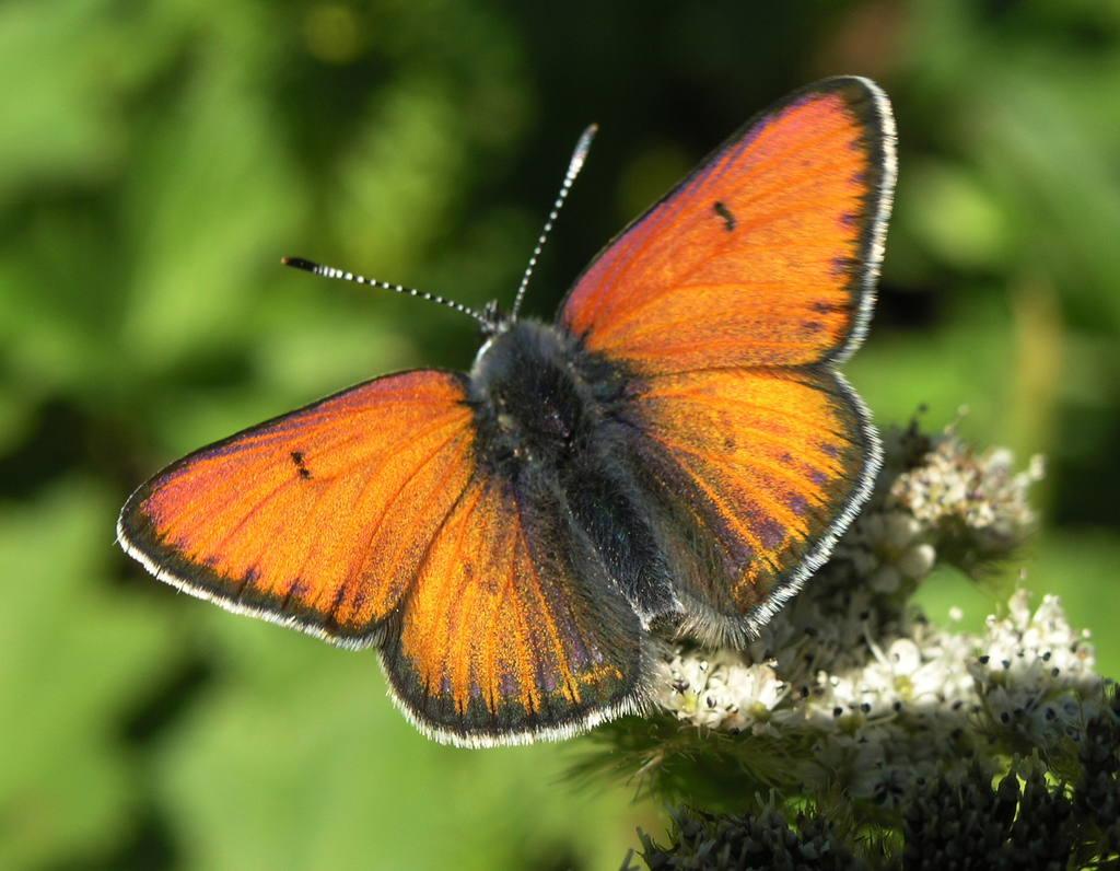 Gossamer-winged Butterflies