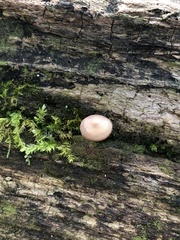 Baeospora myriadophylla