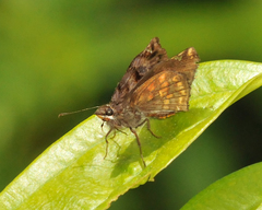 Noctuana haematospila