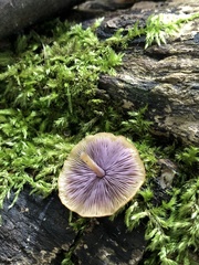 Baeospora myriadophylla