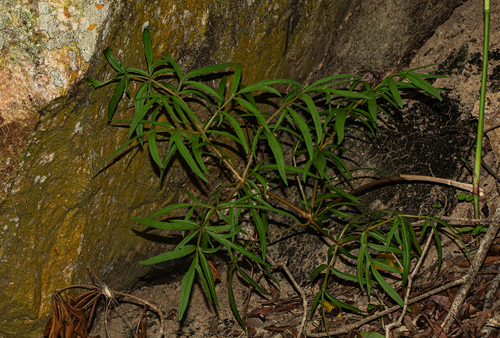 Gonatopus angustus image