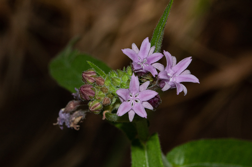 Margaretta rosea image