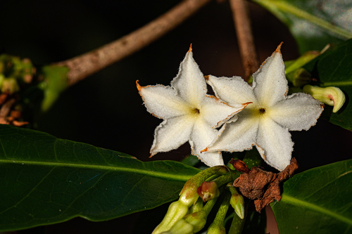 Mascarenhasia arborescens