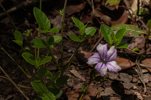 Ruellia image