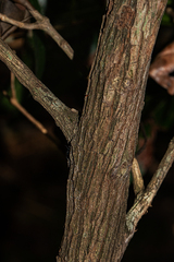 Tricalysia coriacea image