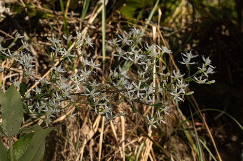 Vernonia glaberrima image