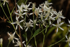 Image of Vernonia glaberrima