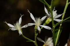 Vernonia glaberrima image