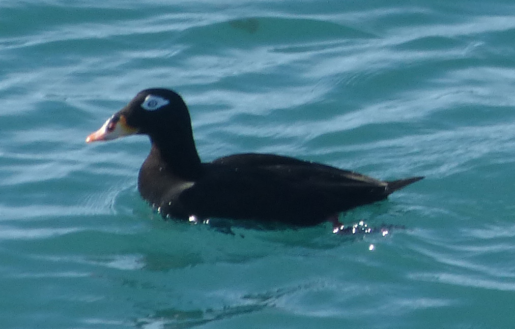 White-winged × Surf Scoter