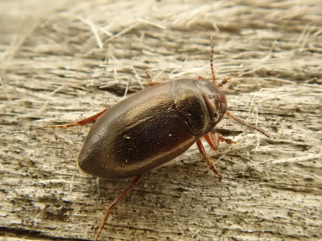 Hydroporus neglectus