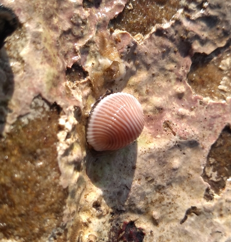 Northern Cowrie, Ballycastle, UK, photo 7 of 10