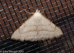 Macrochilo litophora