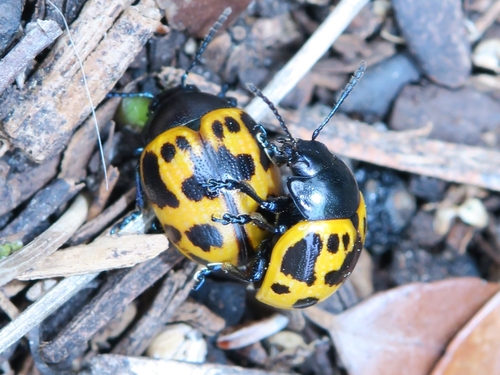 Swamp Milkweed Leaf Beetle, photo 7 of 7