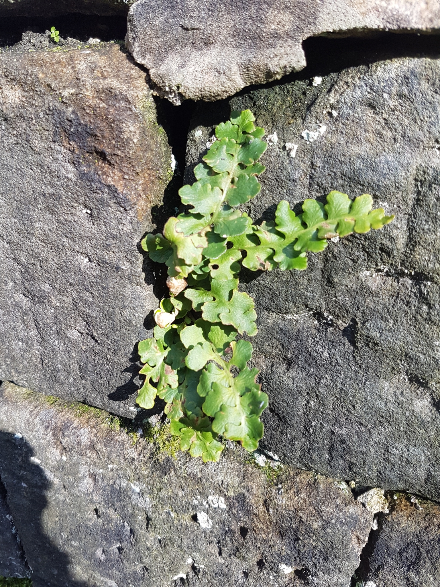 Asplenium ceterach