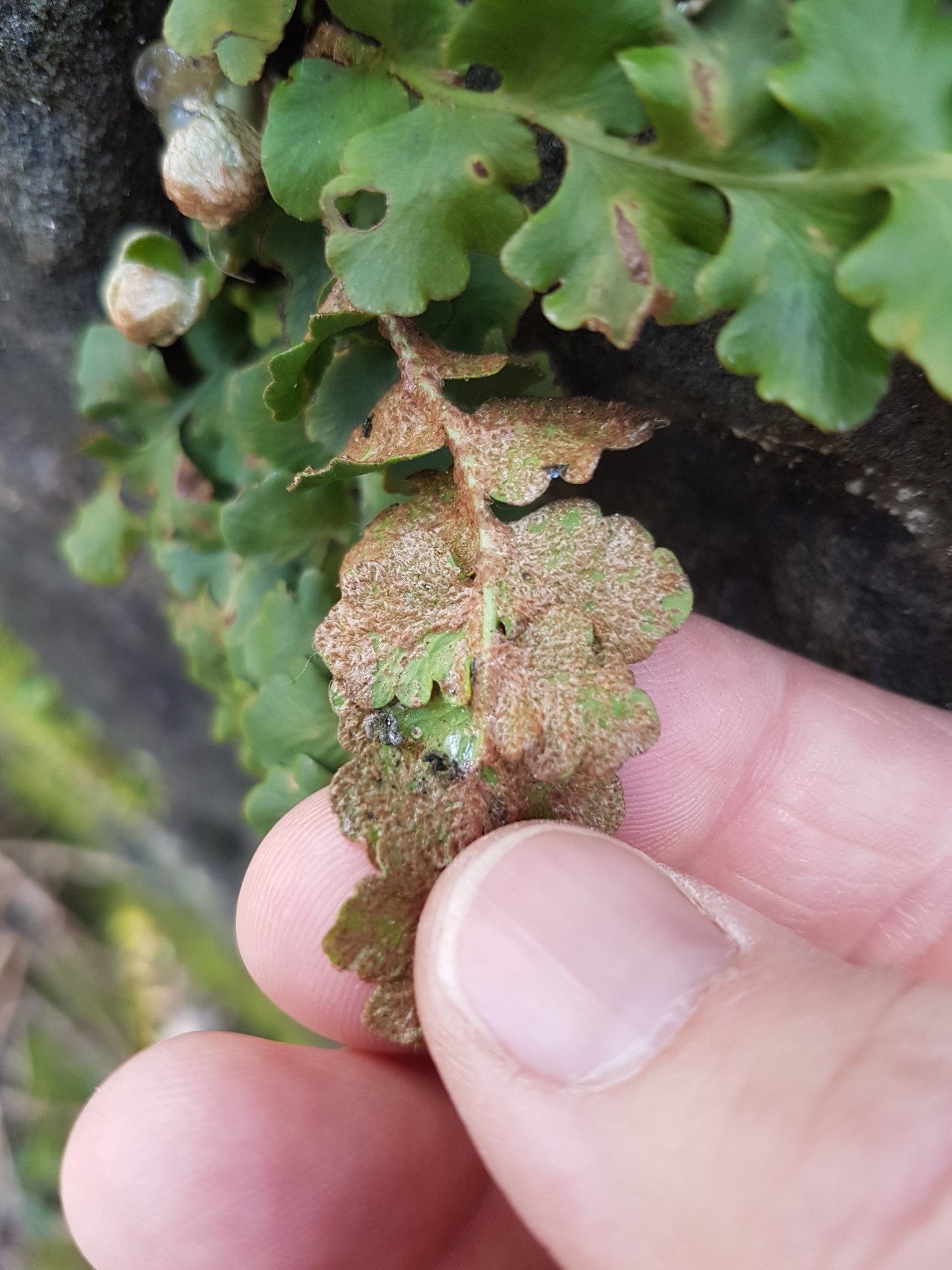 Asplenium ceterach subsp. cyprium (Viane & Van den Heede) Viane 2
